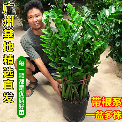 金钱树盆栽室内绿植钱串子好养