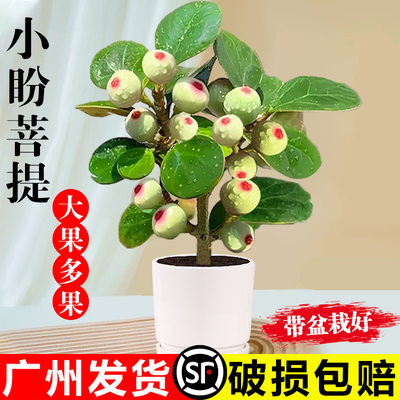 小盼菩提盆栽带果桌面禅意绿植