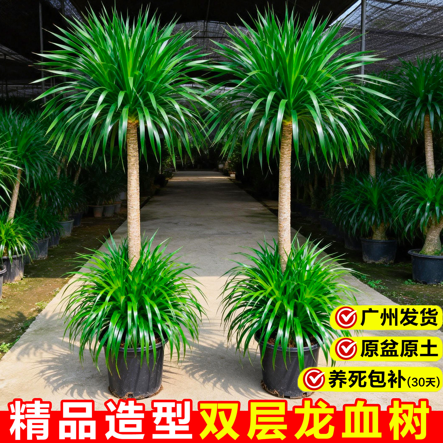 龙血树客厅绿植多头龙须树室内盆栽植物大型旺宅树办公室老桩盆景,鲜花速递/花卉仿真/绿植园艺,大型绿植/成品组合盆栽,淘宝优惠券,粉丝福利购,淘宝优惠卷