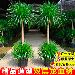 龙血树客厅绿植多头龙须树室内盆栽植物大型旺宅树办公室老桩盆景