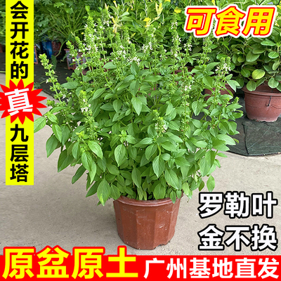 罗勒九层塔盆栽大苗新鲜可食用