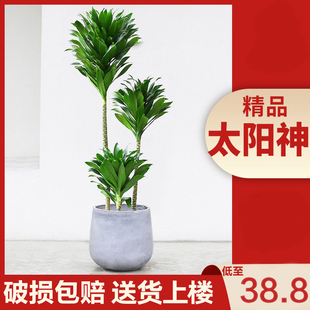 太阳神盆栽步步高造型龙血树盆景网红北欧植物室内客厅好养大绿植