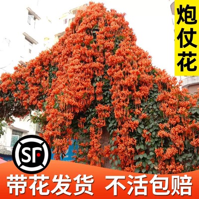 炮仗花凌霄花苗阳台庭院四季开花