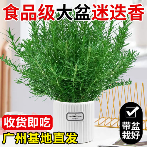 迷迭香盆栽煎牛排烘焙蛋糕可食用