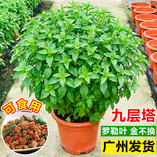 九层塔盆栽可食用植物室内驱蚊金不换大苗新鲜薄荷叶香草紫苏绿植