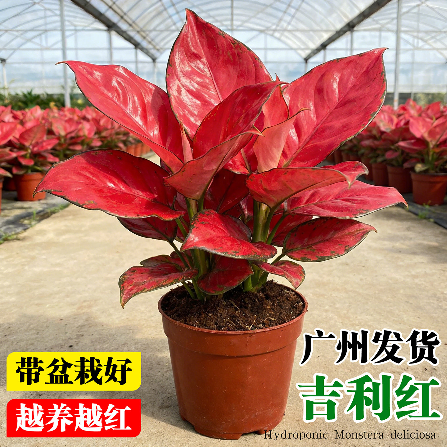 吉利红盆栽室内桌面绿植如意皇后大叶花卉植物净化空气好养万年红