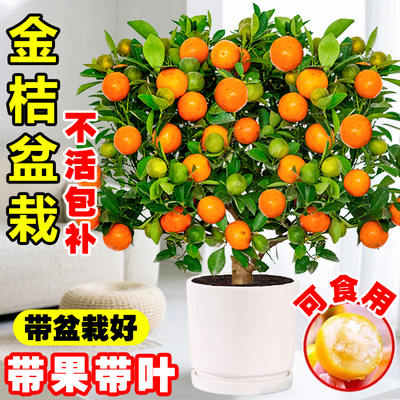 四季金桔树盆栽带果室内招财植物