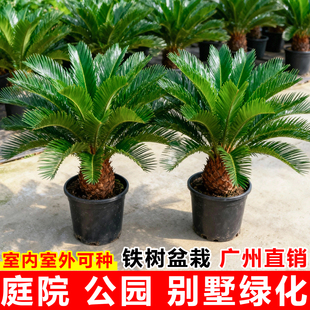 铁树盆栽室内旺宅大型植物苏铁树苗室外庭院别墅大气景观花卉绿植