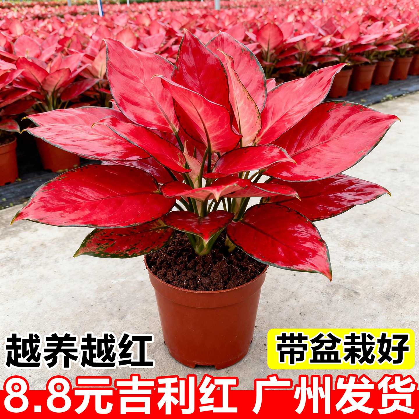 特级吉利红如意皇后室内桌面花卉小绿植四季好养净化空气招财盆栽