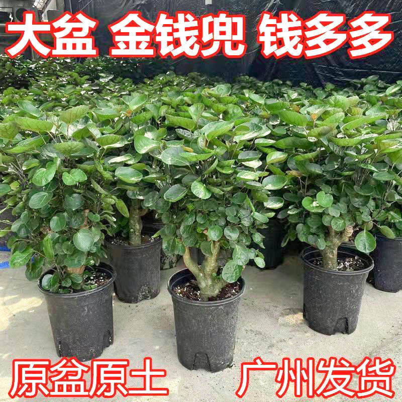 金钱兜盆栽老桩金钱树室内客厅四季常青福禄桐招财树好养易活绿植,鲜花速递/花卉仿真/绿植园艺,绿植,淘宝优惠券,粉丝福利购,淘宝优惠卷