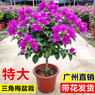三角梅盆栽带花云南紫重瓣老桩绿植物阳台庭院四季开耐寒鲜花卉苗