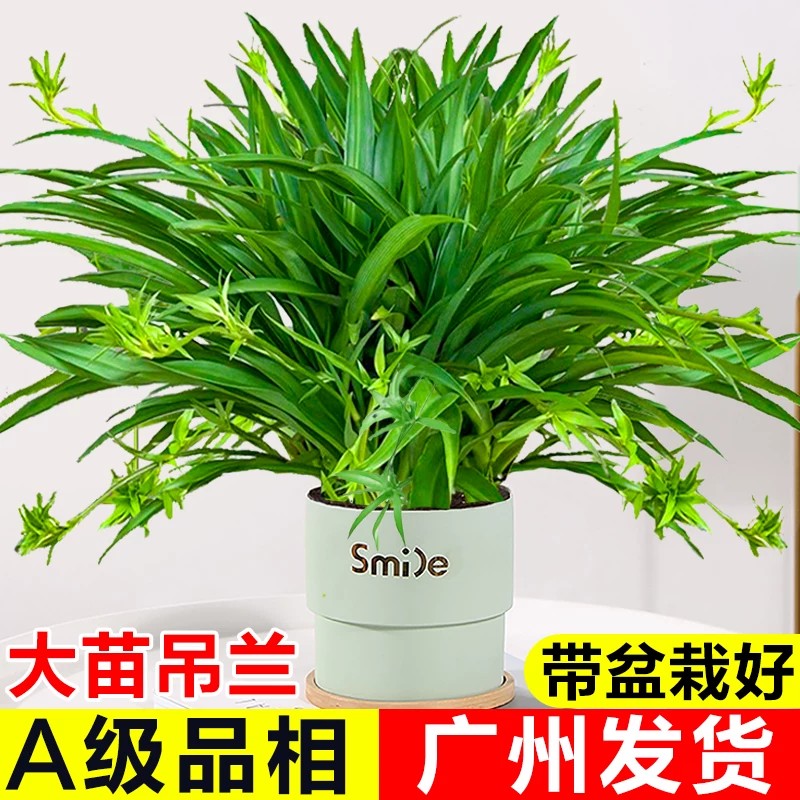 青叶金边吊兰盆栽室内垂吊植物大苗绿萝客厅办公桌面水培花卉绿植