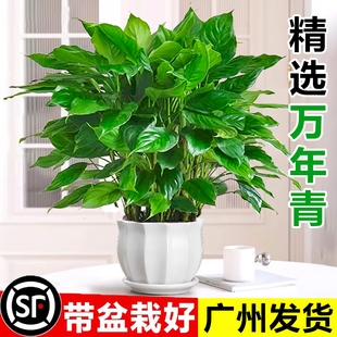 万年青绿植办公室内桌面小盆栽绿萝客厅花卉四季 常青水培植物好养