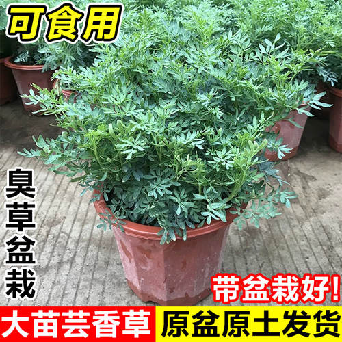 臭草盆栽芸香草可食用驱蚊中草药