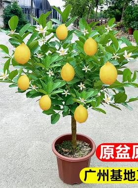 香水柠檬树室内外绿植四季结果