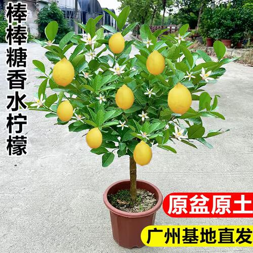 香水柠檬树室内外绿植四季结果