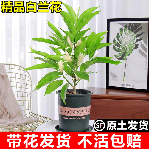 白兰花盆栽室内庭院四季开花
