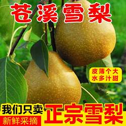 四川广元苍溪雪梨称坨梨施家梨黄皮梨麻皮应季新鲜翠冠梨当季水果