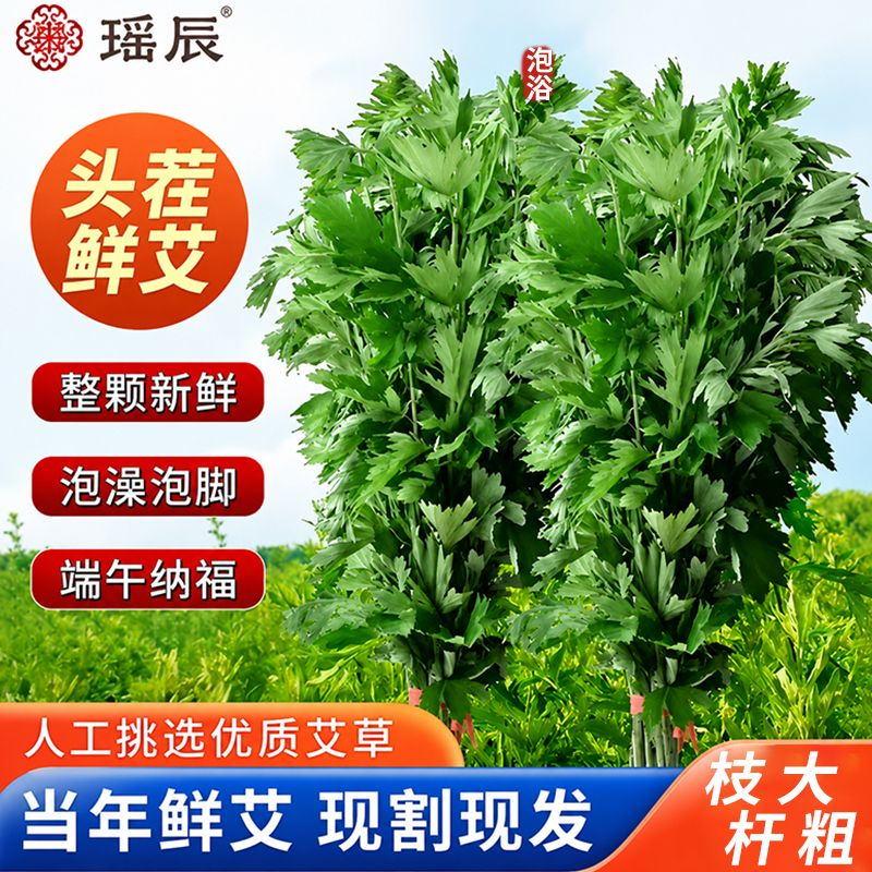艾草艾叶新鲜干艾草叶坐月子泡脚散装艾蒿整棵批发端午节门挂花束
