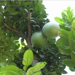 香橼树苗 香泡树苗 香橼树 香橼苗 香圆树苗盆栽地栽