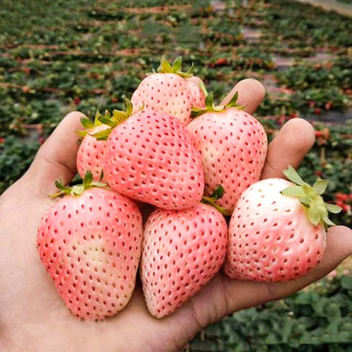 桃熏草莓苗大株带土四季阳台盆栽种植食用隋珠香蕉霹雳蜜草莓苗