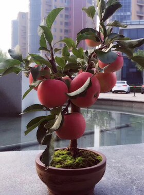 盆栽苹果树苗阳台南方矮化