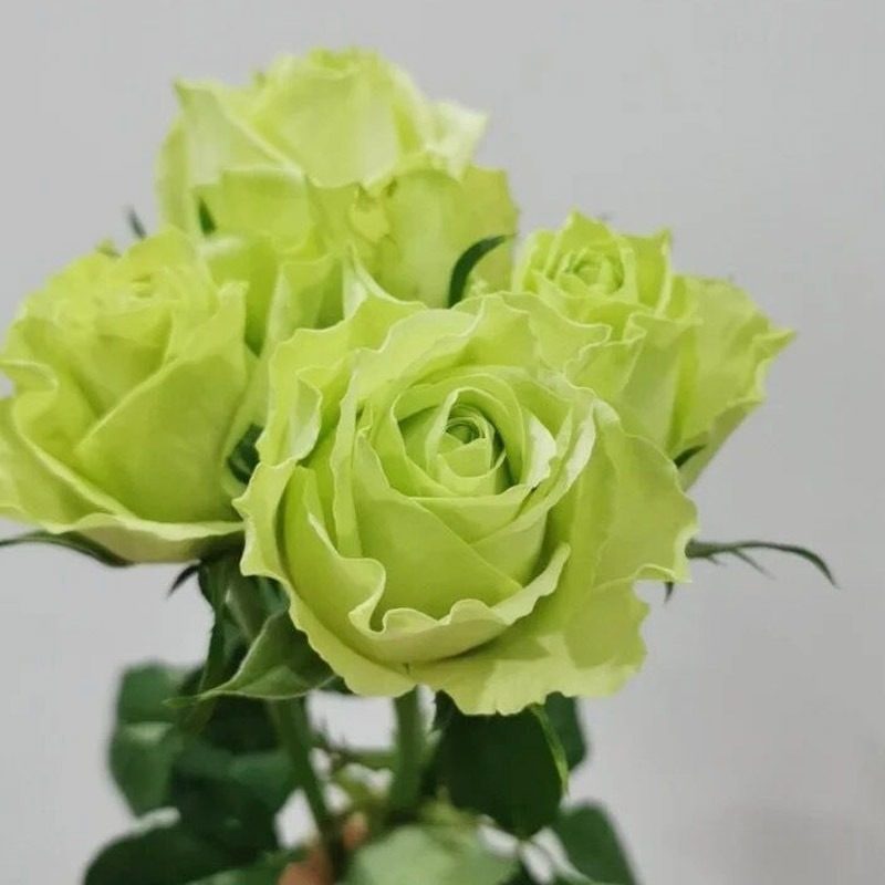 绿星月季绿色花朵多季花阳台庭院别墅玫瑰美观趣味净化空气