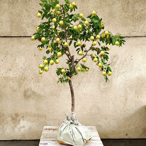 枣树南方北方大枣种植阳台庭院