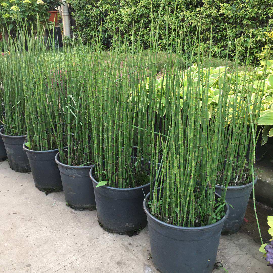 木贼植物价格 木贼植物图片 星期三