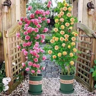 蔷薇花苗藤本月季特大花树爬藤植物阳台爬墙花卉玫瑰盆栽四季开花
