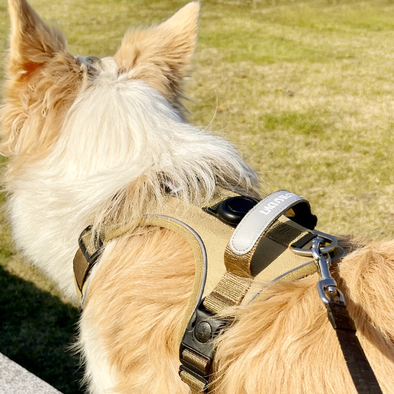 中大型犬狗狗牵引绳背心式边牧拉布拉多宠物胸背带防爆冲遛狗绳子,宠物/宠物食品及用品,狗牵引绳,淘宝优惠券,粉丝福利购,淘宝优惠卷