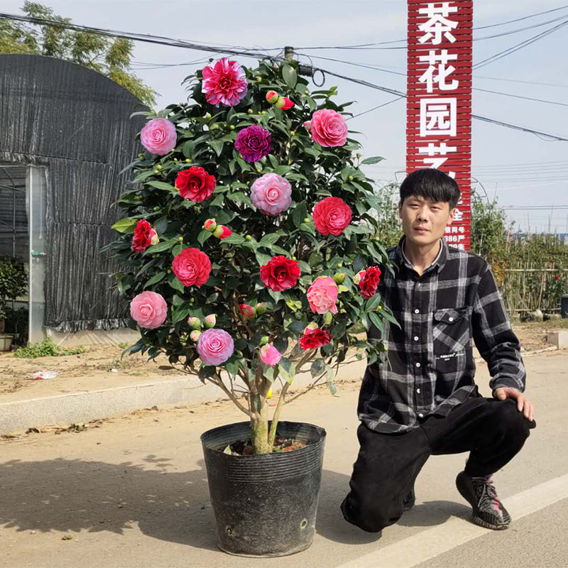 盆景蔷薇价格 盆景蔷薇图片 星期三 盆景蔷薇价格 盆景蔷薇图片 星期三