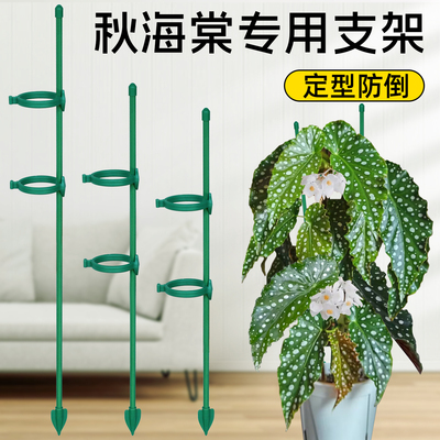 秋海棠专用支架绿植种菜爬藤固定植物园艺防倒支撑架鳟鱼花支撑杆