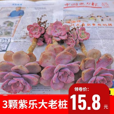 精品紫乐多头悬崖多肉植物超大老桩紫悦室内阳台花卉绿植组合盆栽