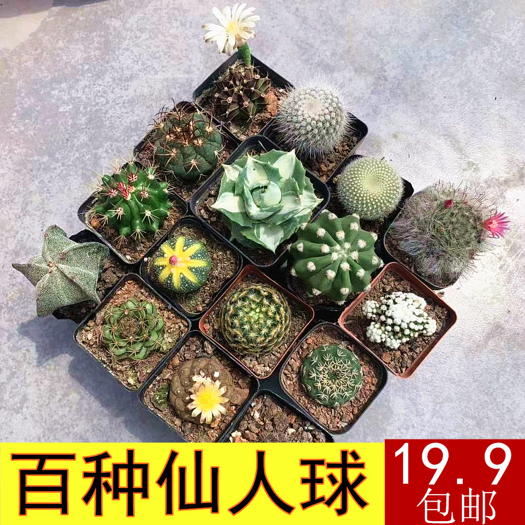 仙人球组合实生无刺仙人掌多肉花卉植物室内花小盆栽精品星兜稀有
