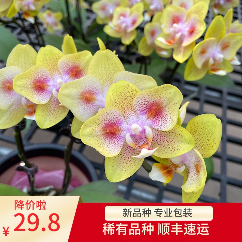 蝴蝶兰花苗稀有品种金树紫钻香奈尔风铃盆栽植物筑花坊