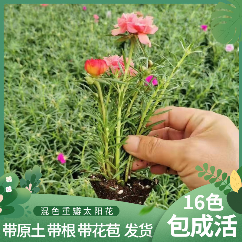 重瓣混色太阳花苗带根带花苞易活好养耐热花卉四季开花阳台盆栽