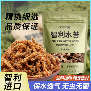 智利进口水苔蝴蝶兰专用兰花土石斛毛毛虫水苔植料干苔藓乌龟冬眠