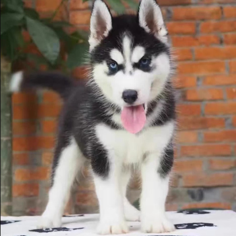 纯种哈士奇幼犬活体阿拉斯加犬雪橇犬二哈幼犬活物大型犬宠物狗狗