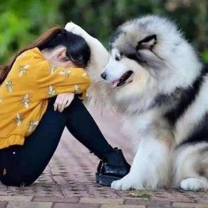 巨熊版拉斯维加斯犬熊版混血狗阿拉斯加雪橇犬灰桃阿拉斯加巨型犬