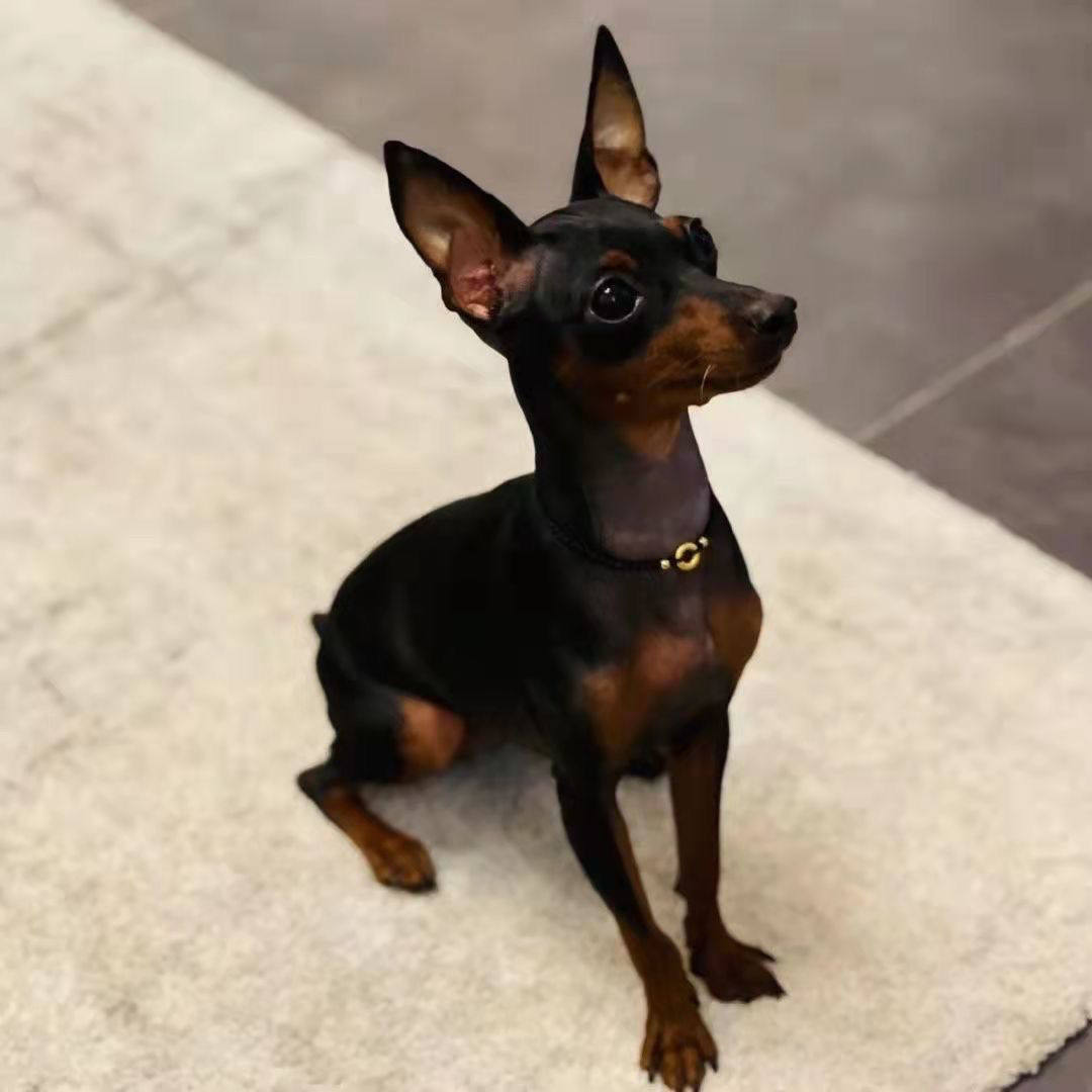 鹿犬幼犬小鹿小型短毛宠物鹿犬袖珍狗可爱小鹿犬不掉毛铁包金