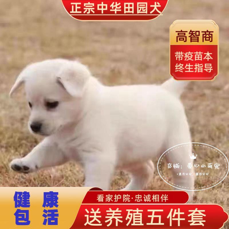 中华田园犬幼犬长不大小型高智商狗子宠物小土狗串串黄狗白狗活体 宠物/宠物食品及用品 狗狗 原图主图