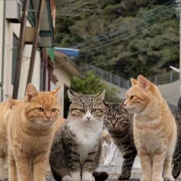 中华田园猫便宜成年猫家养捉老鼠猫狸白活体狸花猫抓老鼠活的橘猫