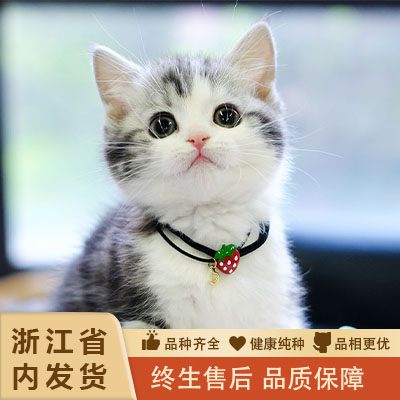 纯种美短猫活体虎斑猫矮脚猫折耳小猫活物宠物猫咪美短加白起司猫