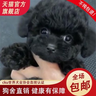 纯种黑色迷你泰迪犬活泼可爱便宜混血泰迪小狗活体茶杯犬宠物活的