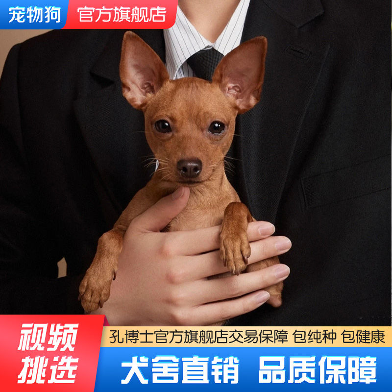 小鹿狗幼犬活的便宜小型犬长不大小鹿犬小体宠物狗短毛迷你杜宾犬