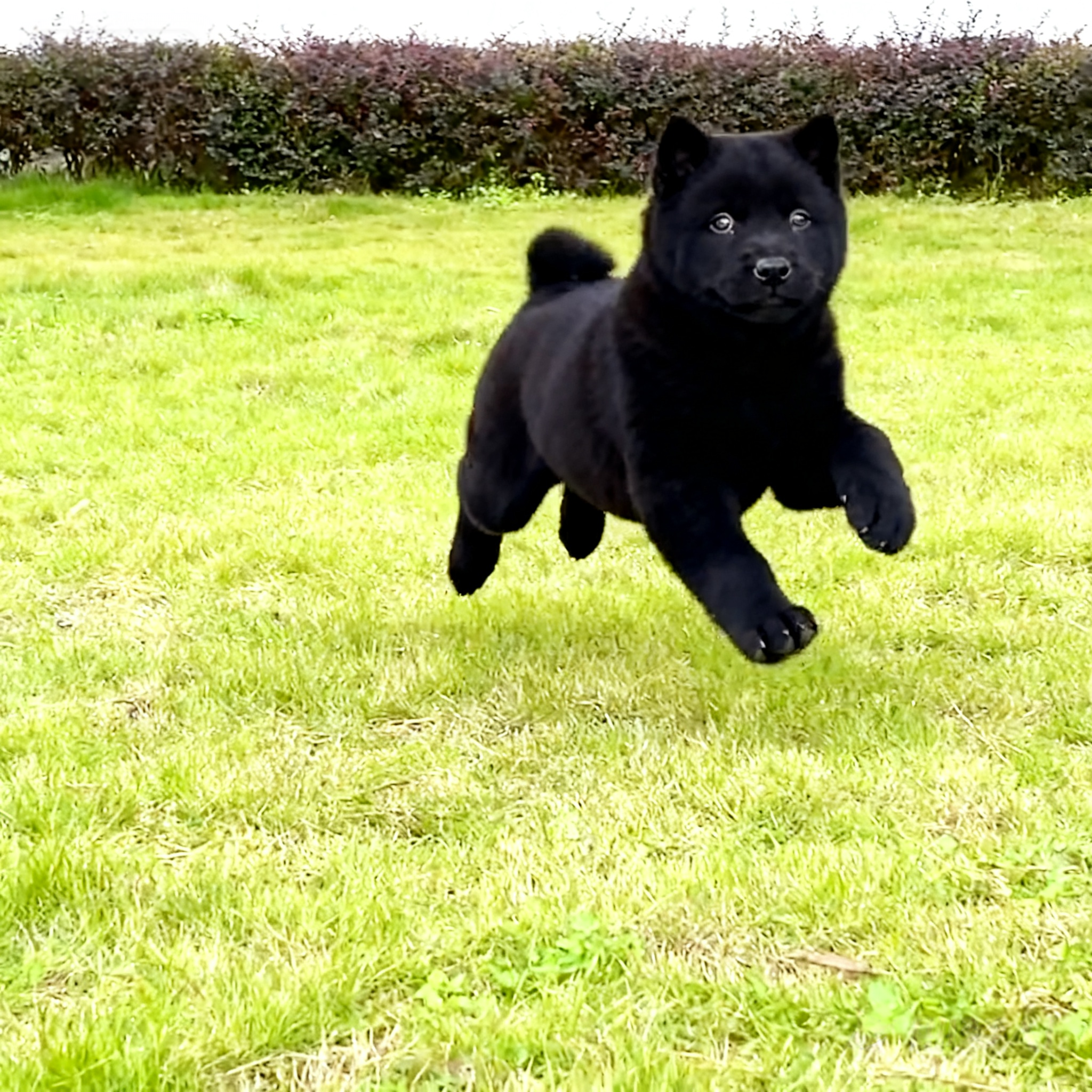 土猎犬赶山犬虎头好养聪明狗