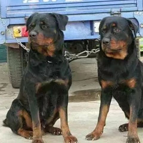 纯种德系罗威纳犬幼犬活体大型警犬家庭护卫犬大头罗威纳犬德牧犬