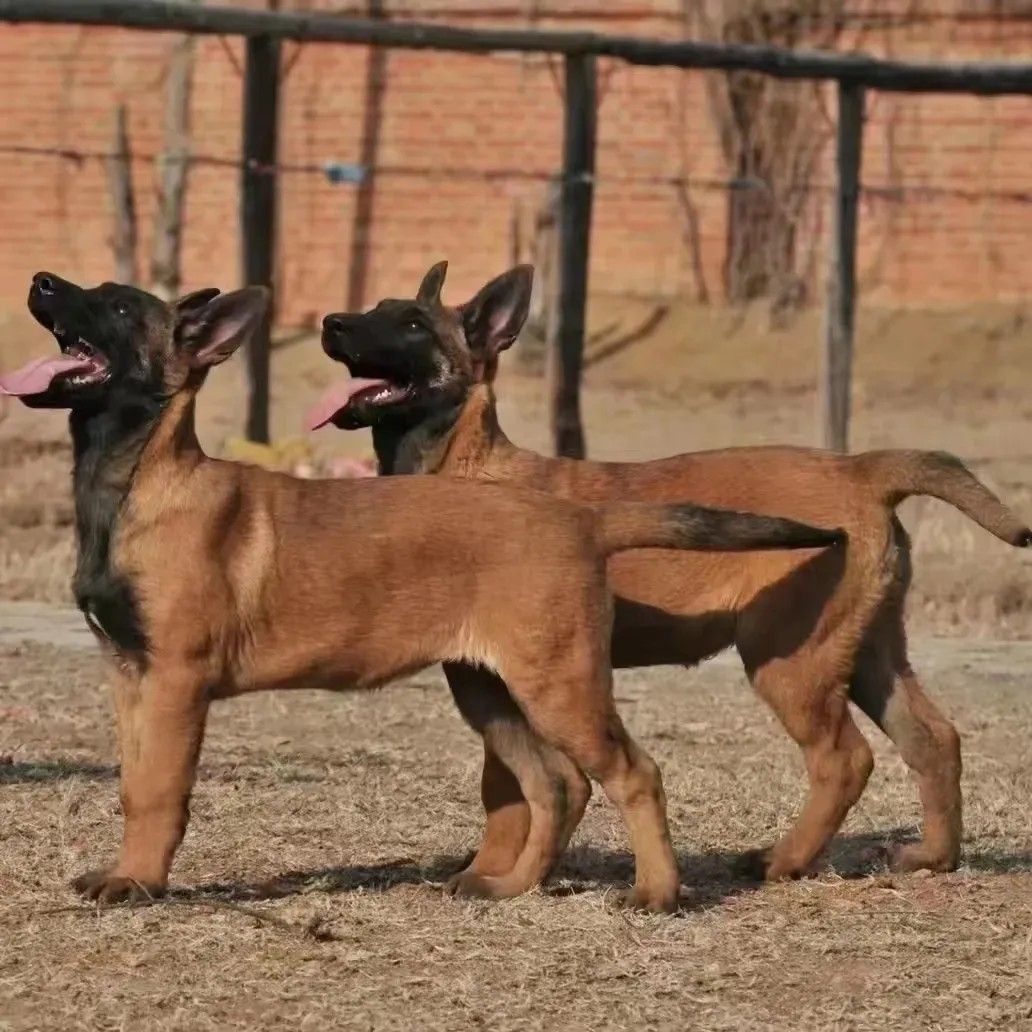 混血马犬活体幼犬黑红马犬狗犬护卫犬家养牧羊犬看家护院防爆犬种
