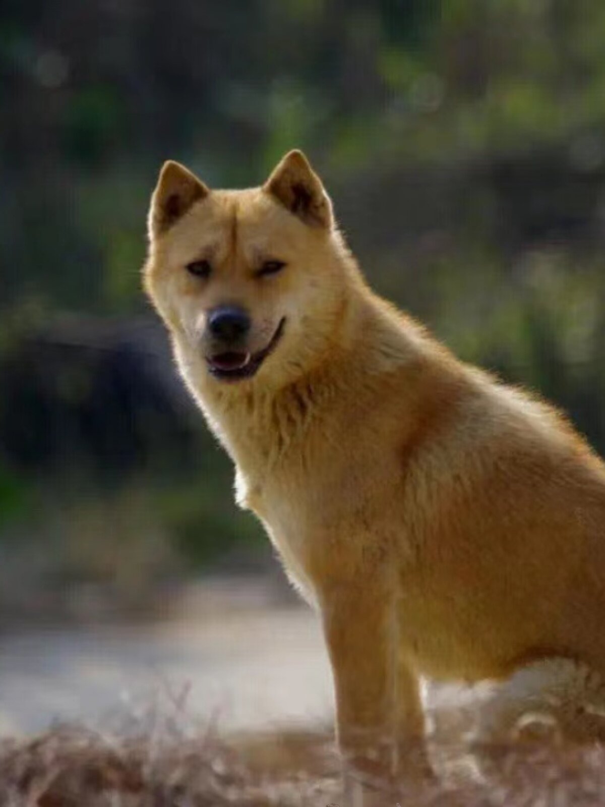 广西土猎犬黄狗白面正宗大黄狗中华田园犬活体幼崽看家护院看门犬